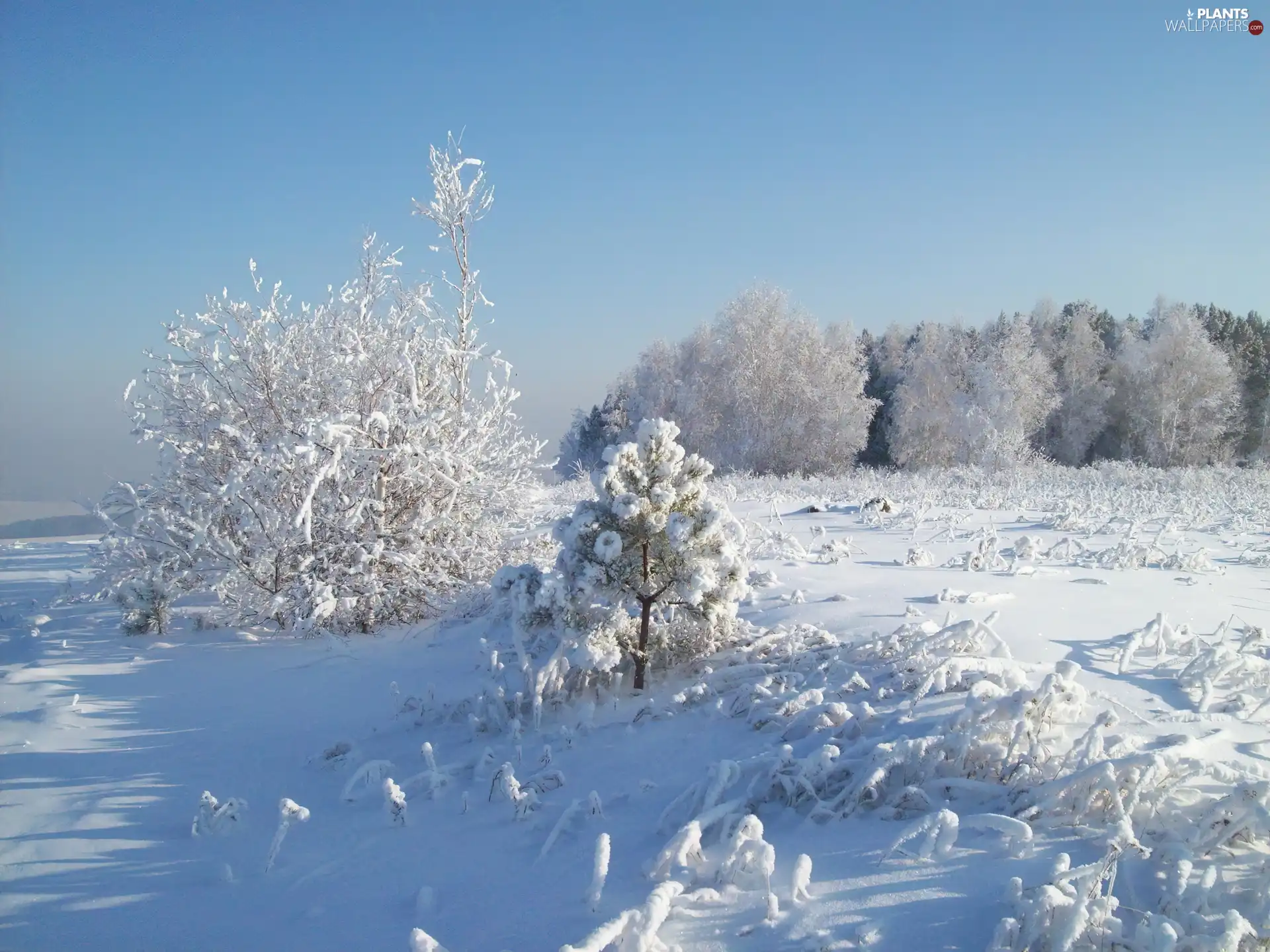 trees, Bush, snow, viewes