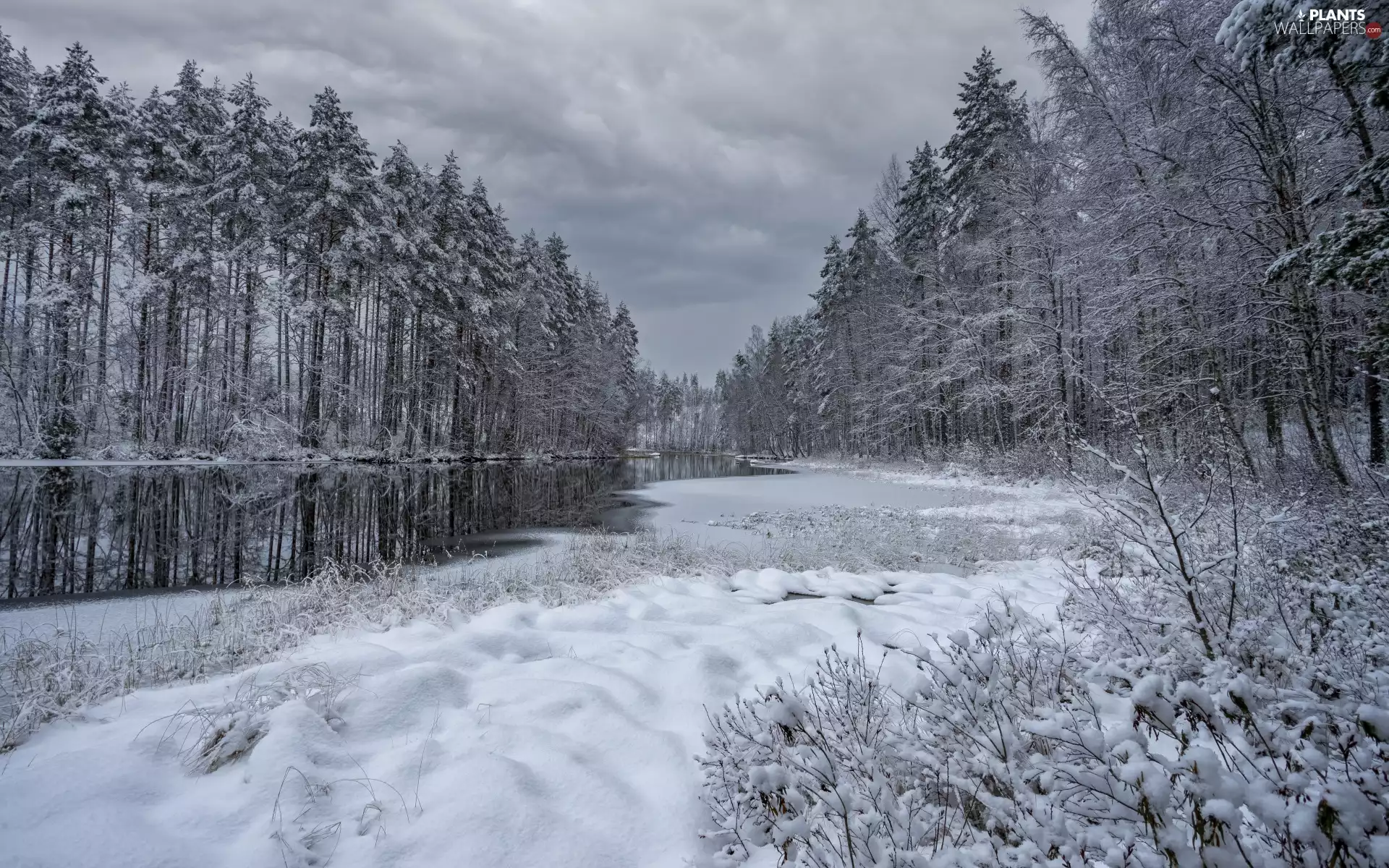 snow, winter, River, forest, Bush, clouds, trees, viewes, Snowy