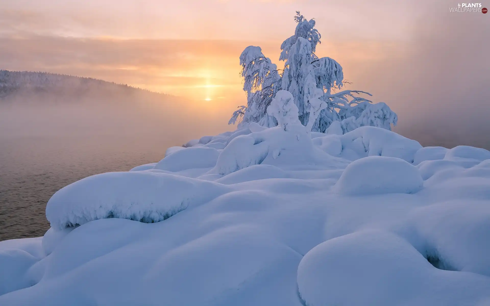 snow, light breaking through sky, drifts, trees, Fog, winter