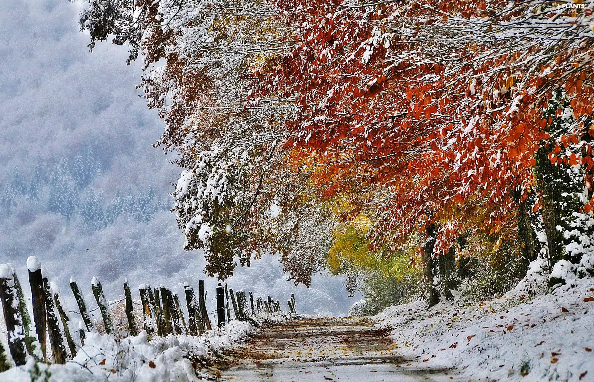 viewes, Way, Fance, snow, Leaf, trees