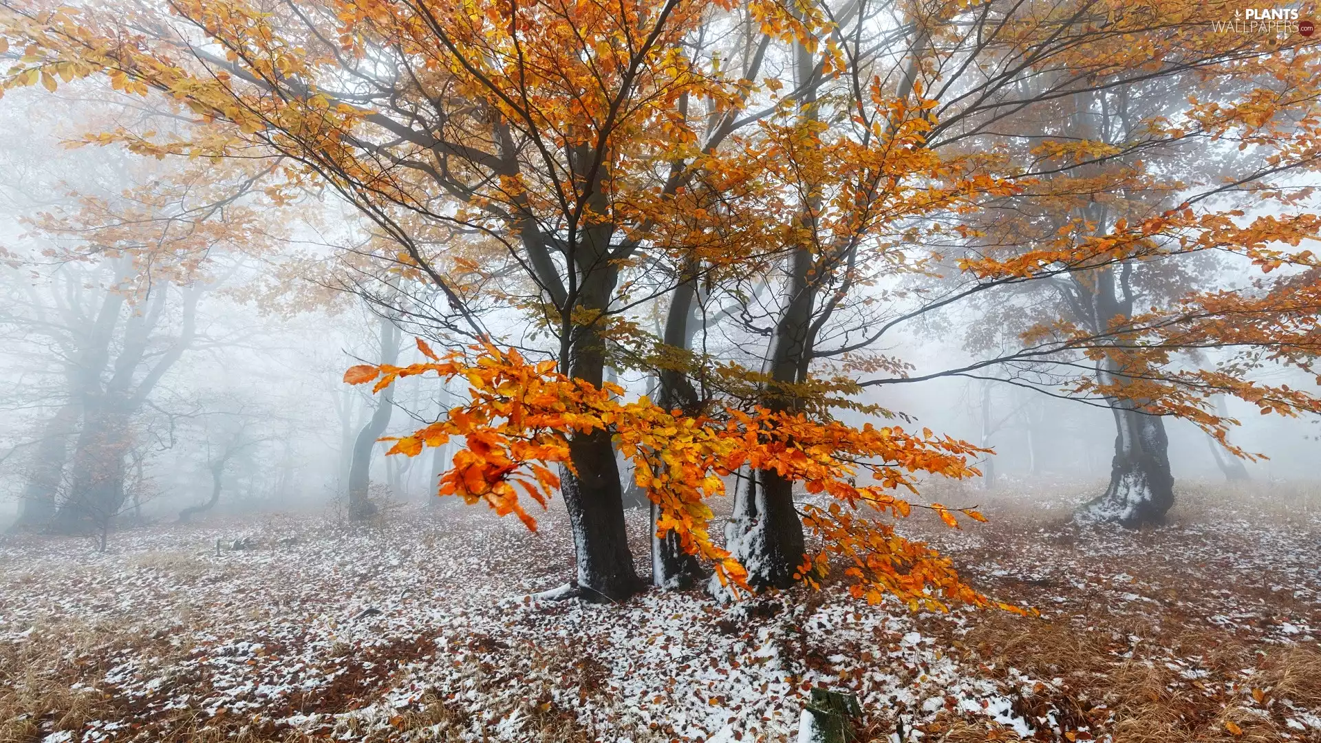 viewes, autumn, Fog, snow, Leaf, trees