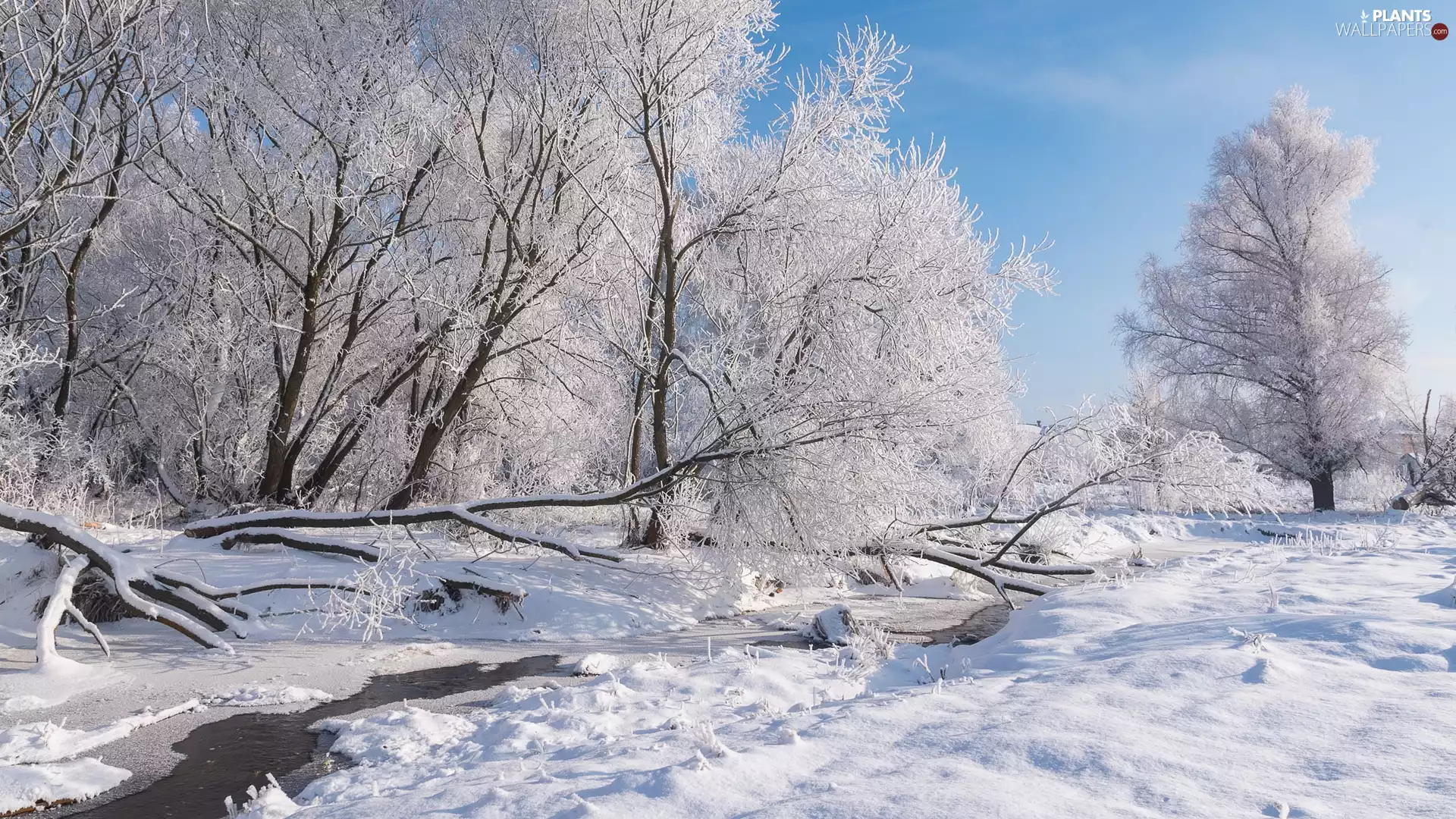 brook, snow, trees, viewes, forest