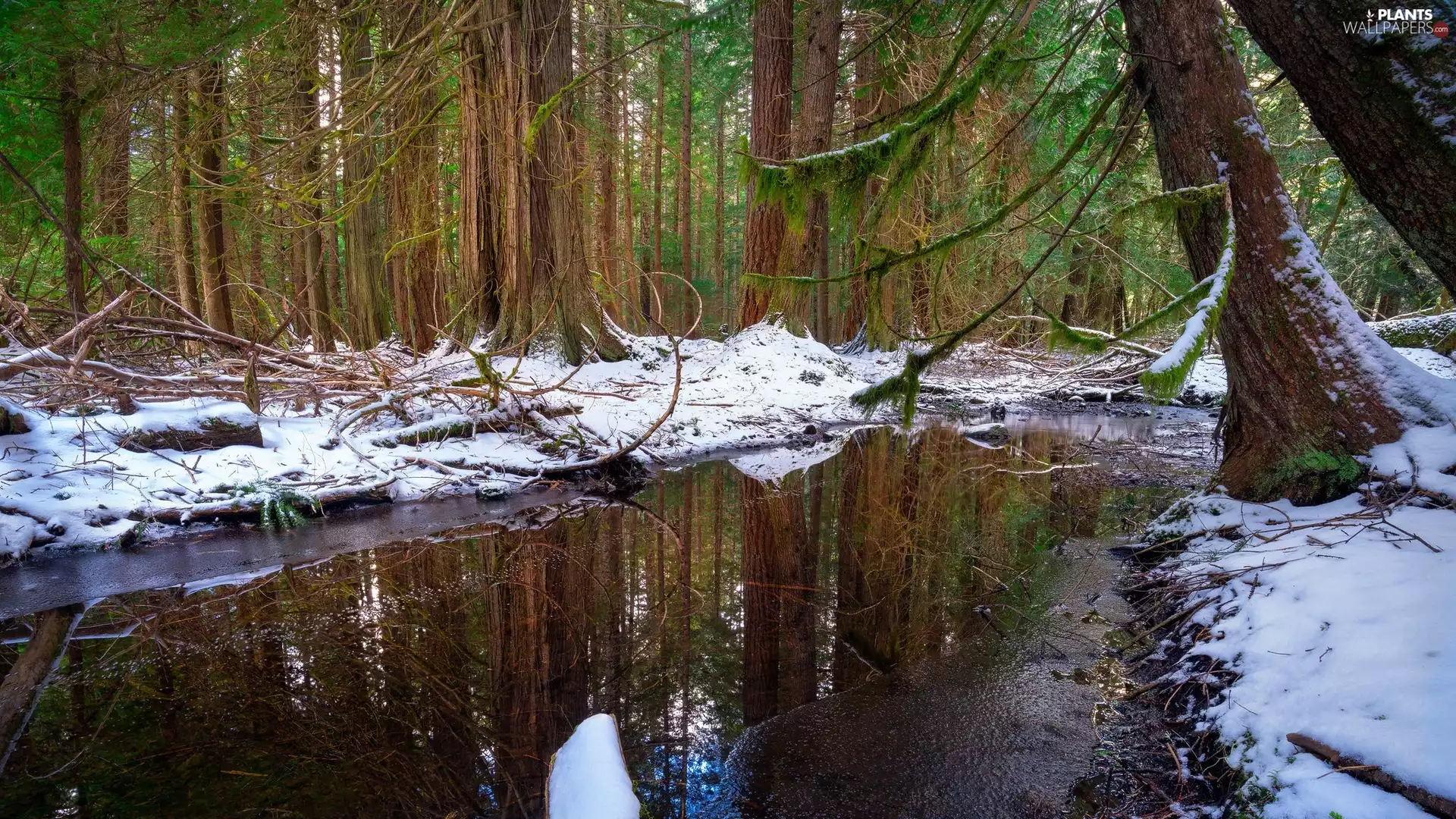 pool, snow, trees, viewes, forest