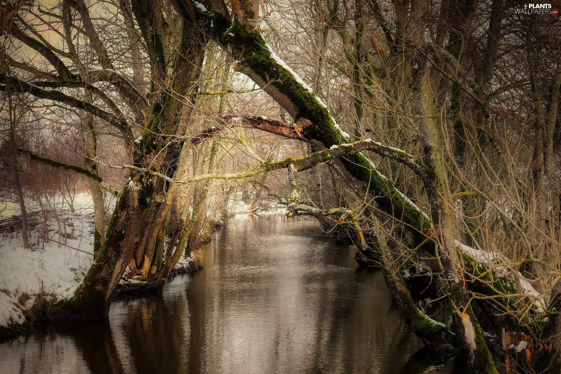 viewes, winter, forest, snow, River, trees