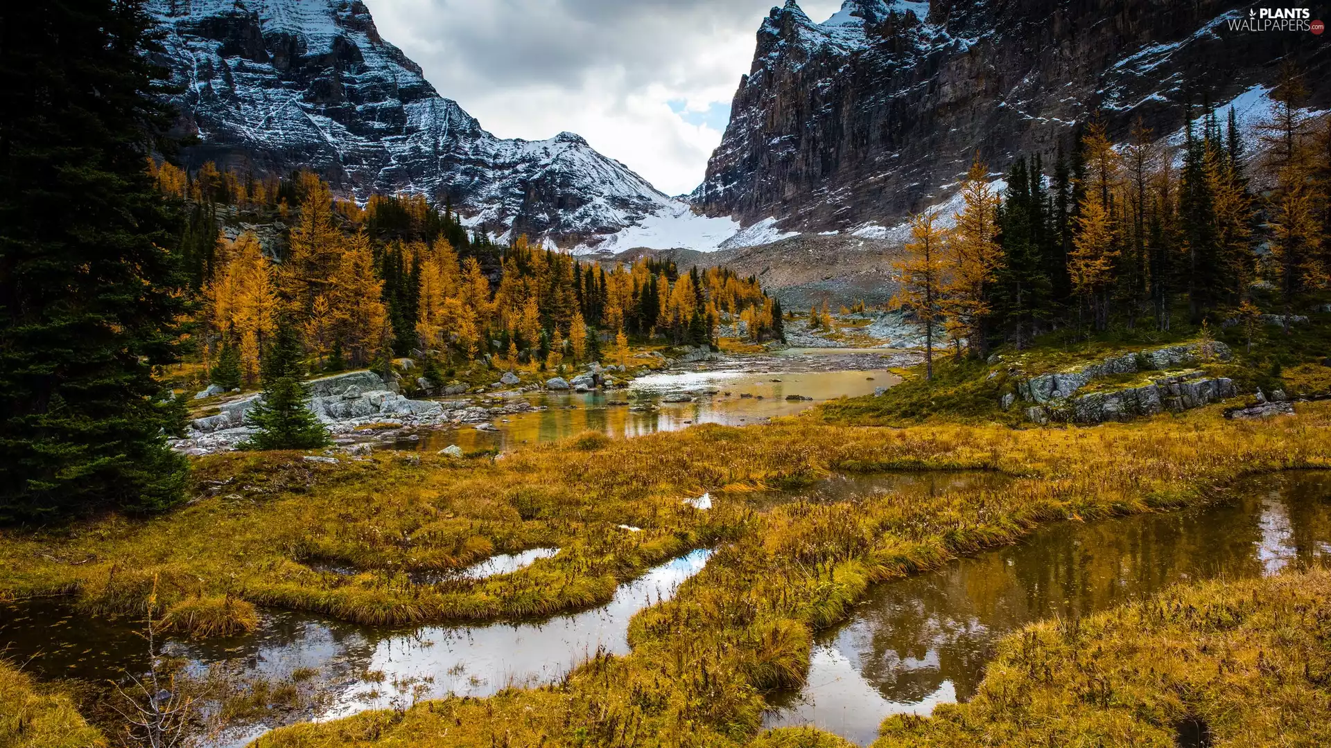 marshland, Mountains, trees, snow, autumn, grass, viewes