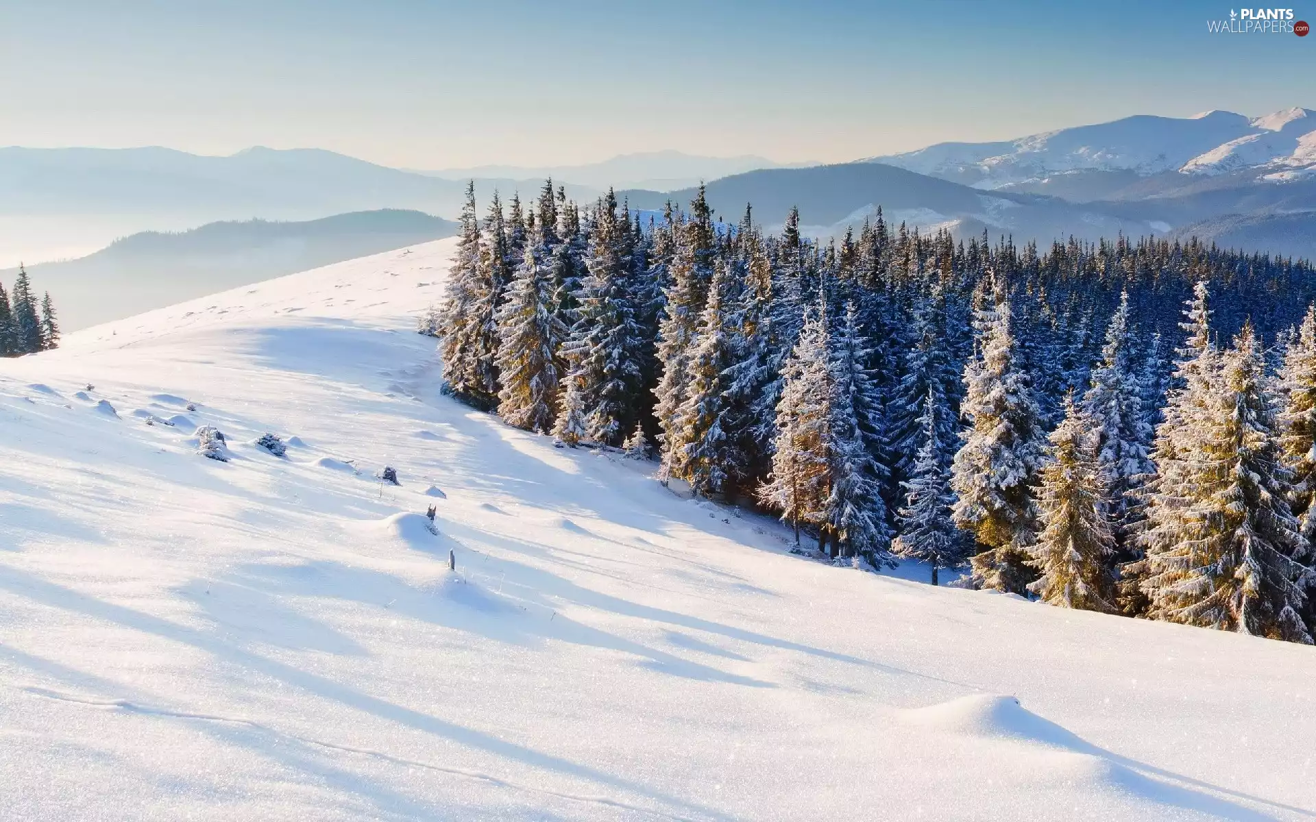 viewes, forest, Mountains, snow, Conifers, trees