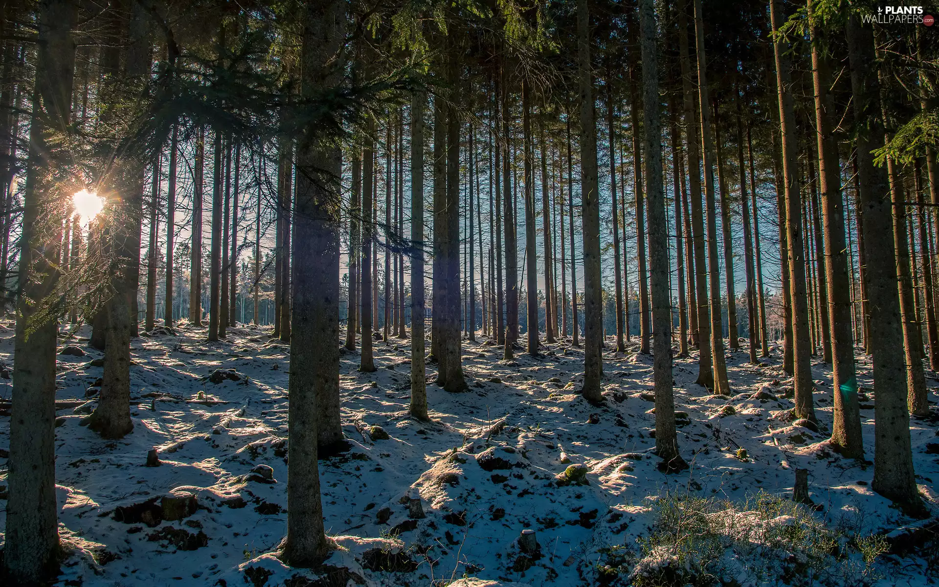 viewes, forest, rays, snow, sun, trees