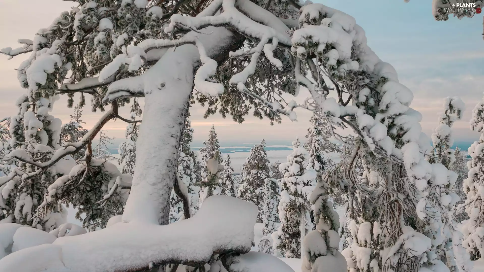winter, snow, trees, viewes, snowy