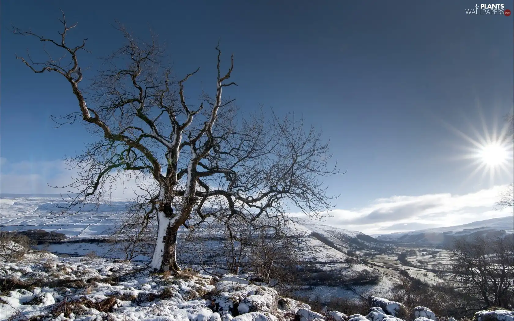 trees, Stones, snow, sun