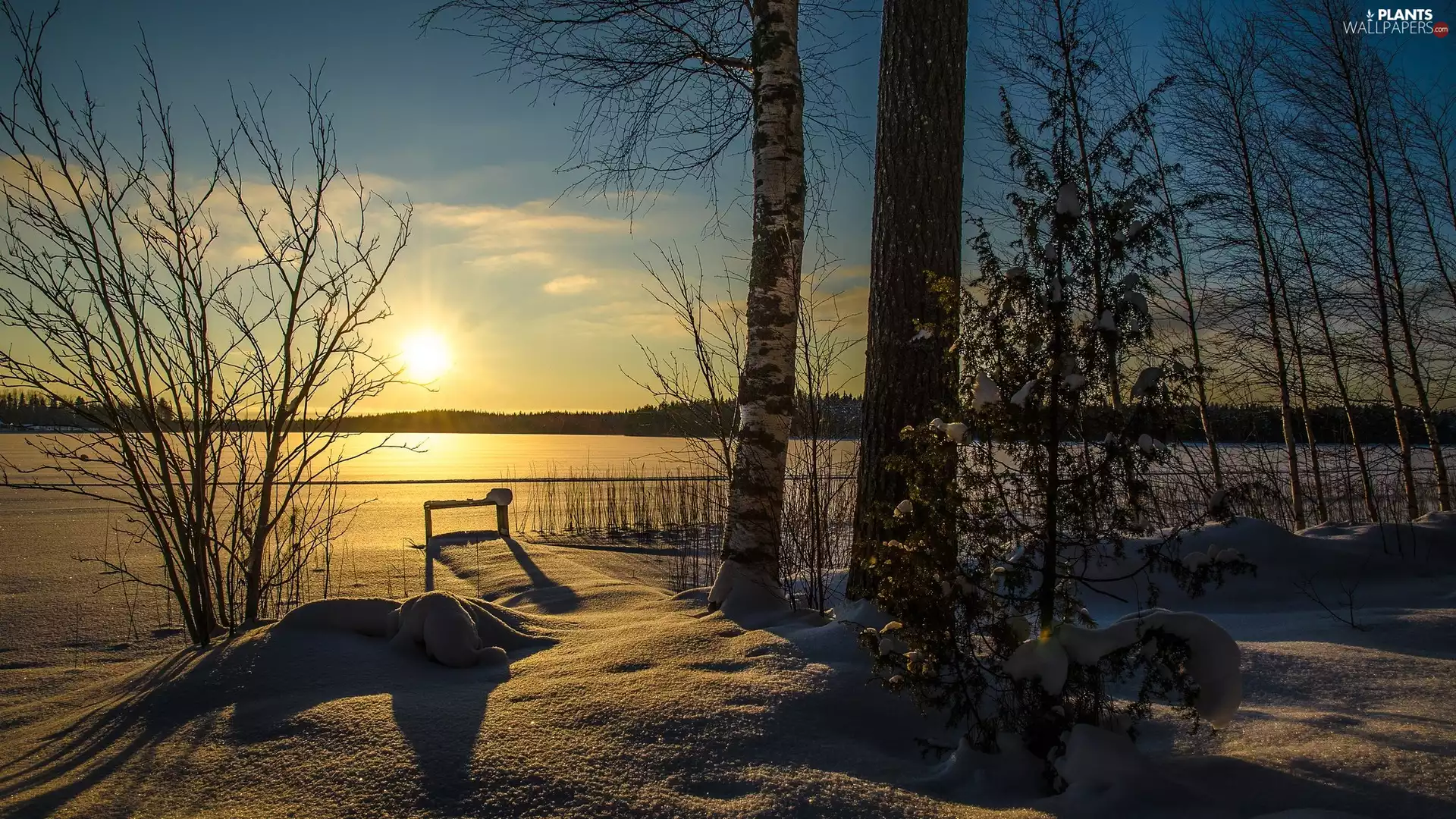 viewes, winter, sun, snow, lake, trees