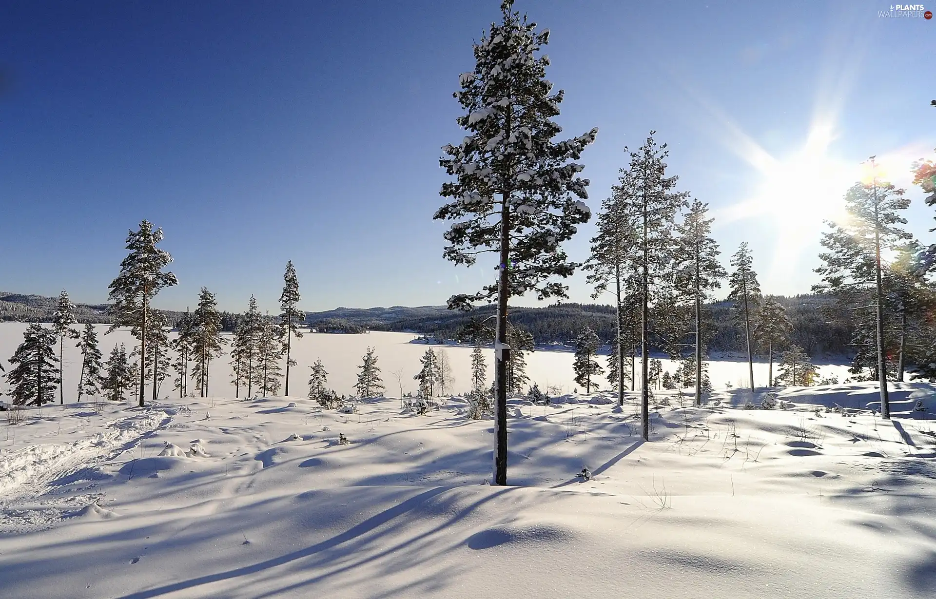 trees, sun, snow, viewes