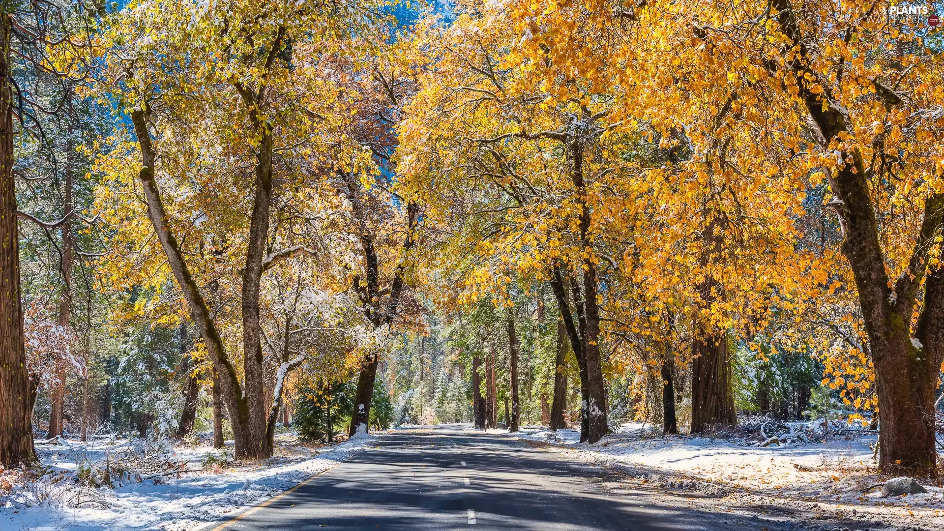 autumn, snow, trees, viewes, Way