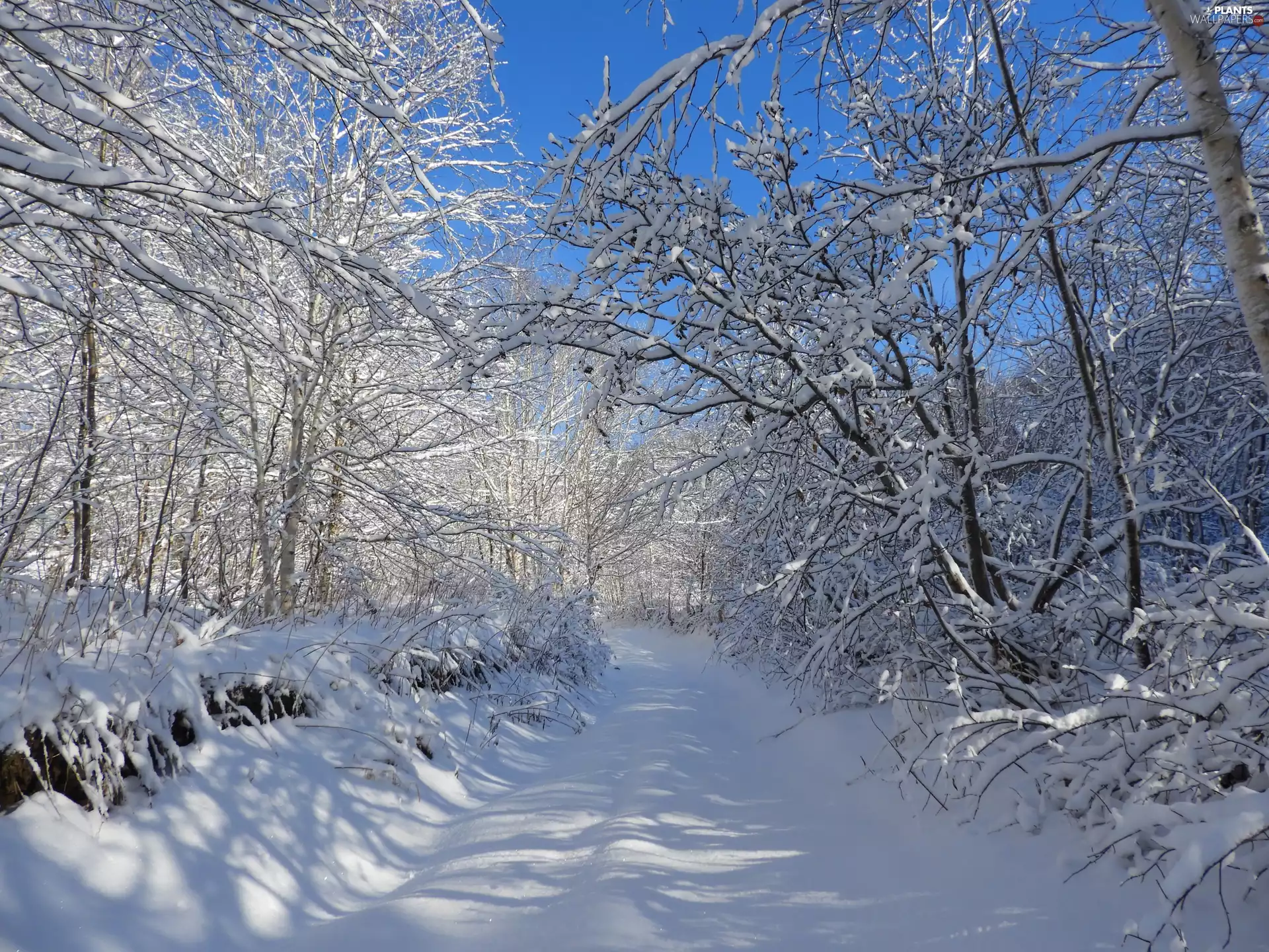 viewes, winter, Way, snow, forest, trees
