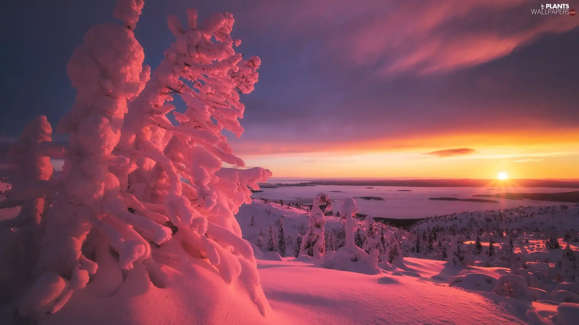 Great Sunsets, winter, Snow-covered Trees