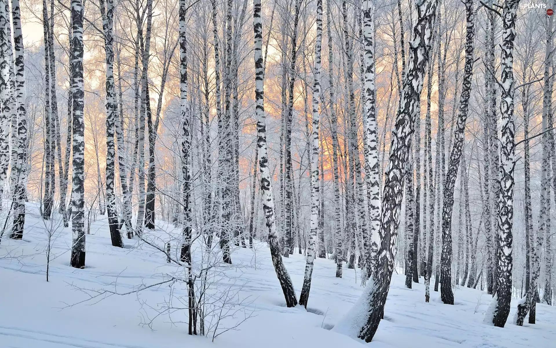 viewes, forest, winter, snow, birch, trees