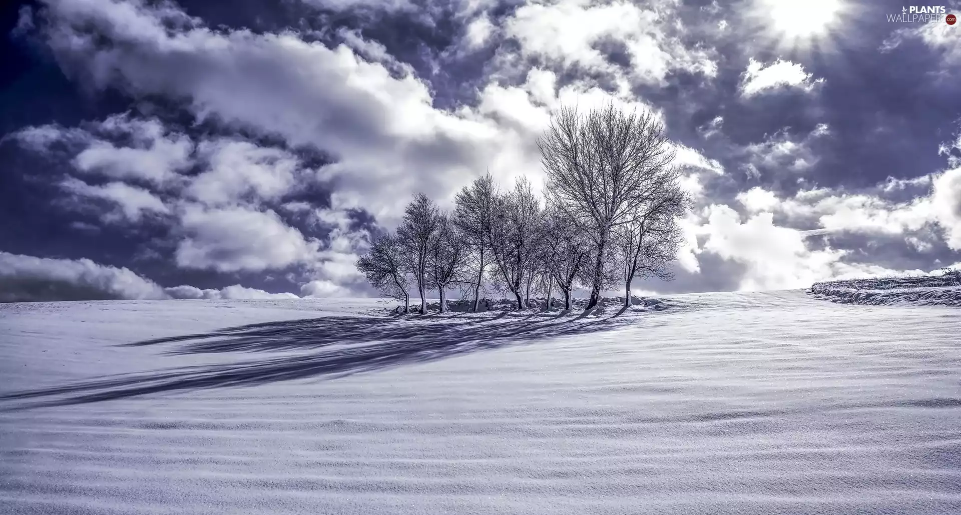 clouds, snow, trees, viewes, winter
