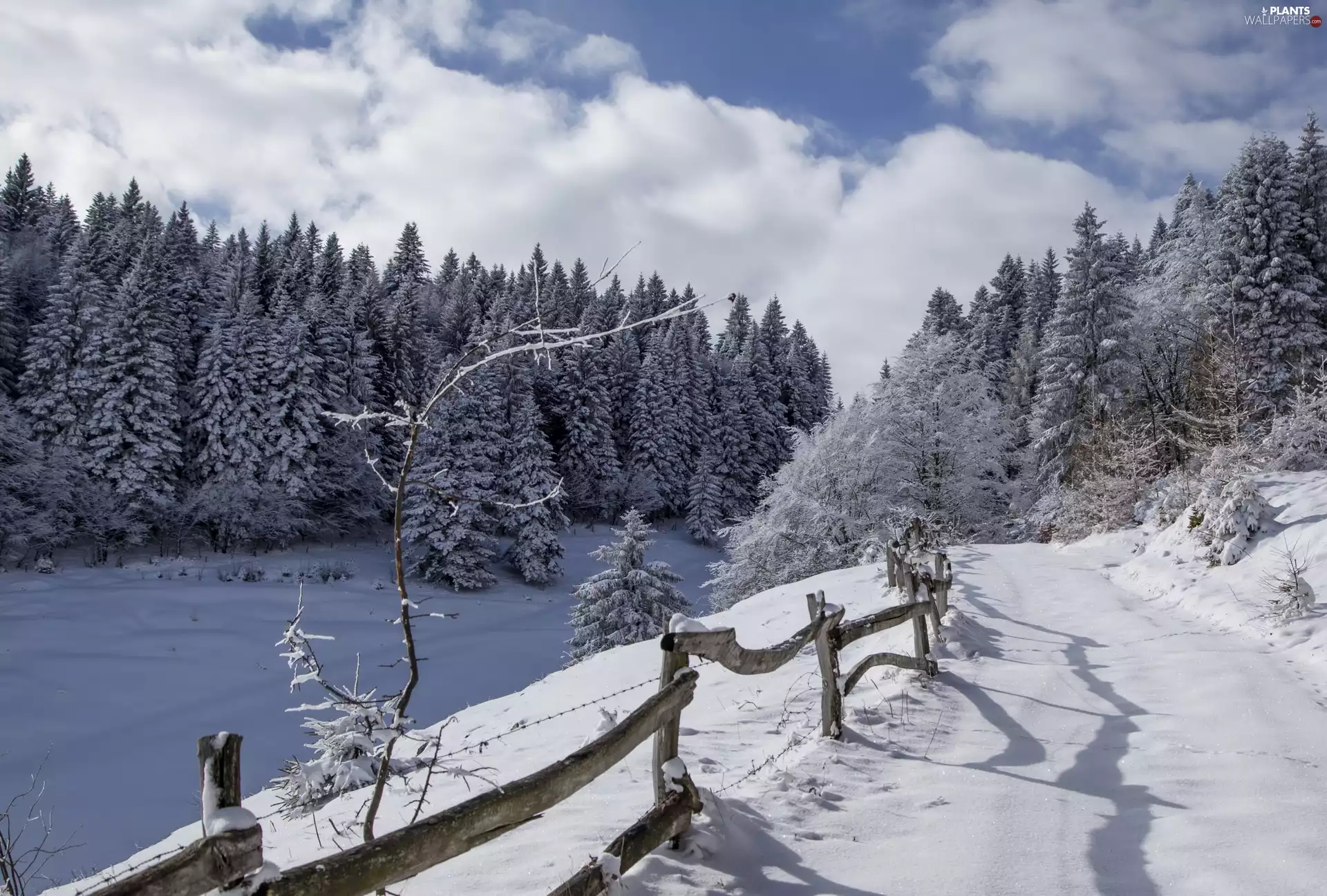 fence, snow, trees, viewes, winter