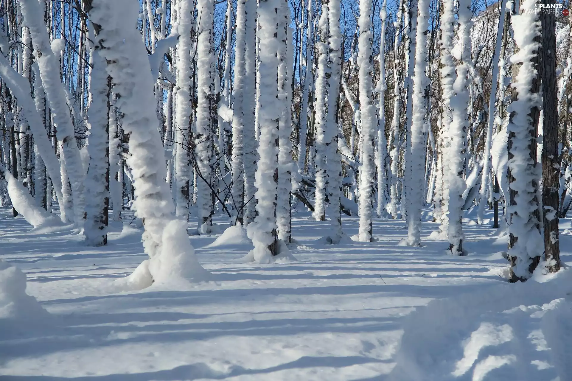 viewes, Snowy, winter, snow, forest, trees