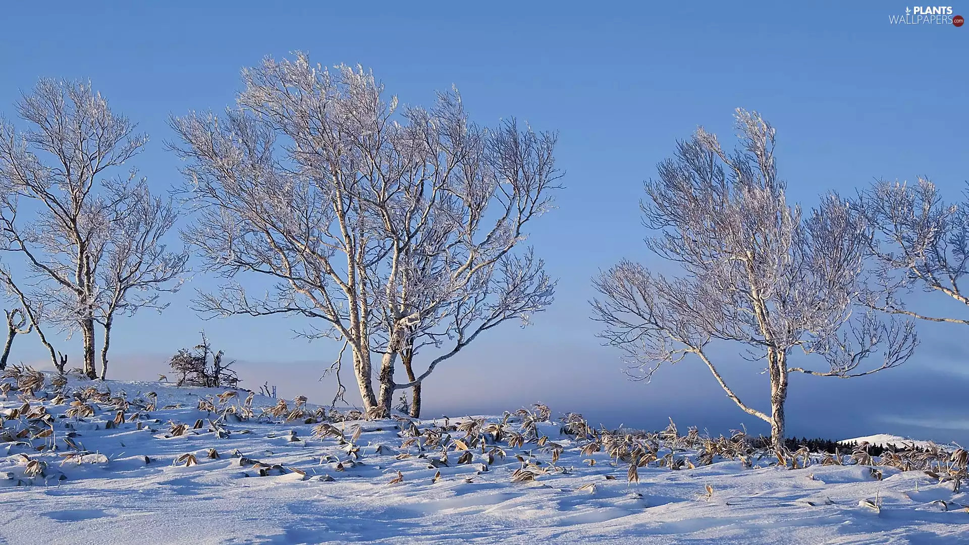 Plants, snow, trees, viewes, winter