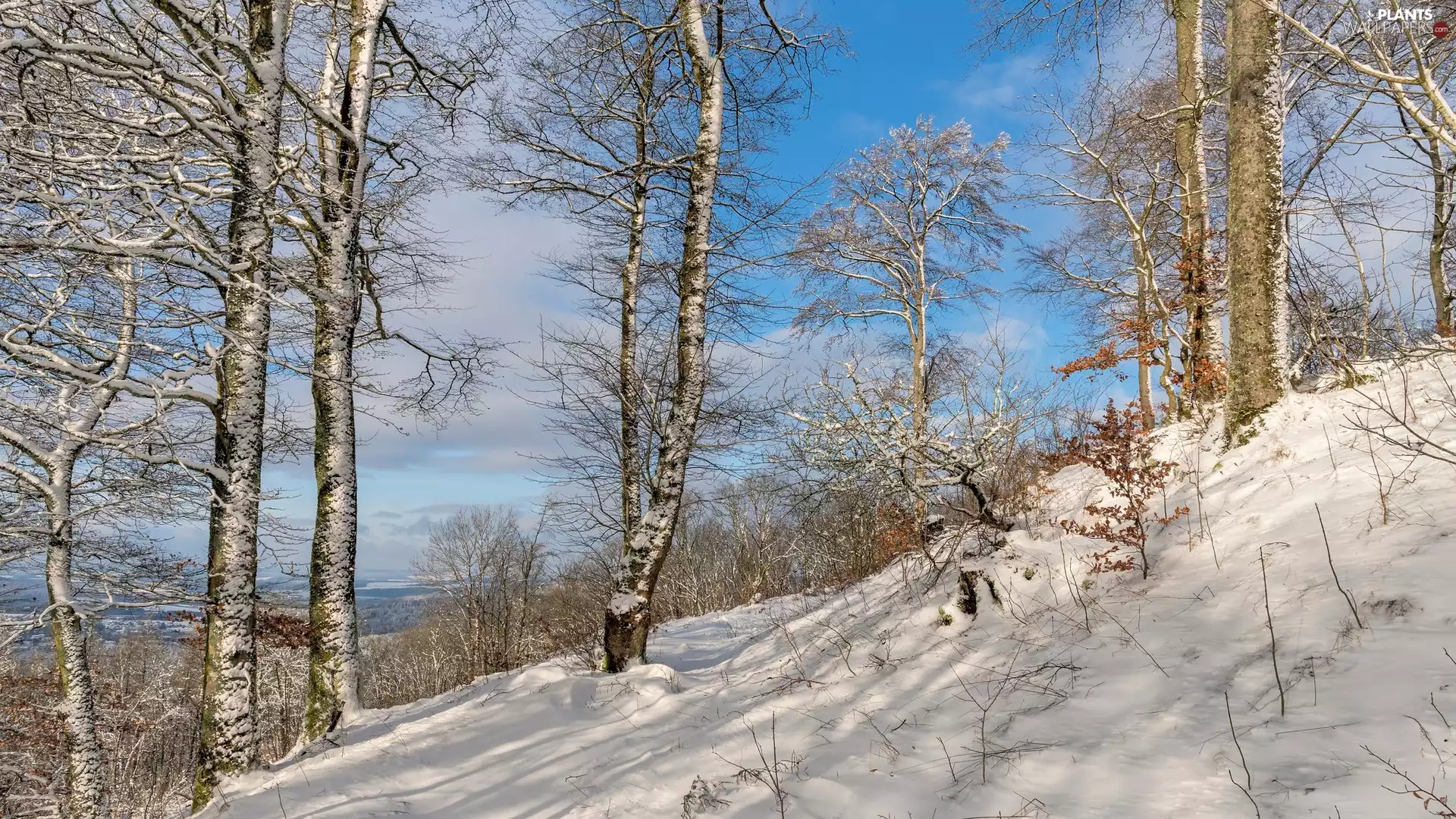 scarp, snow, trees, viewes, winter