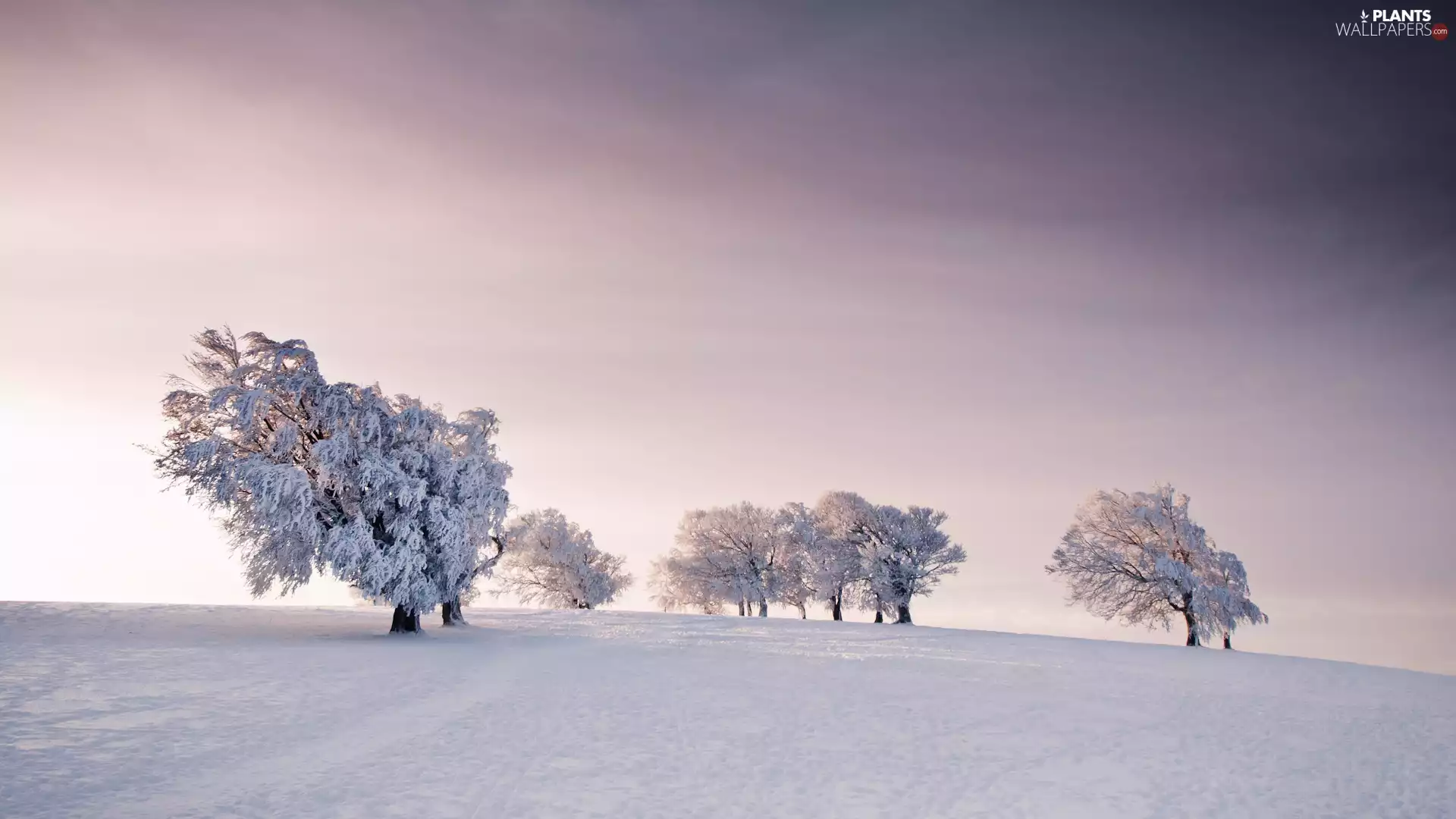 Sky, snow, trees, viewes, winter