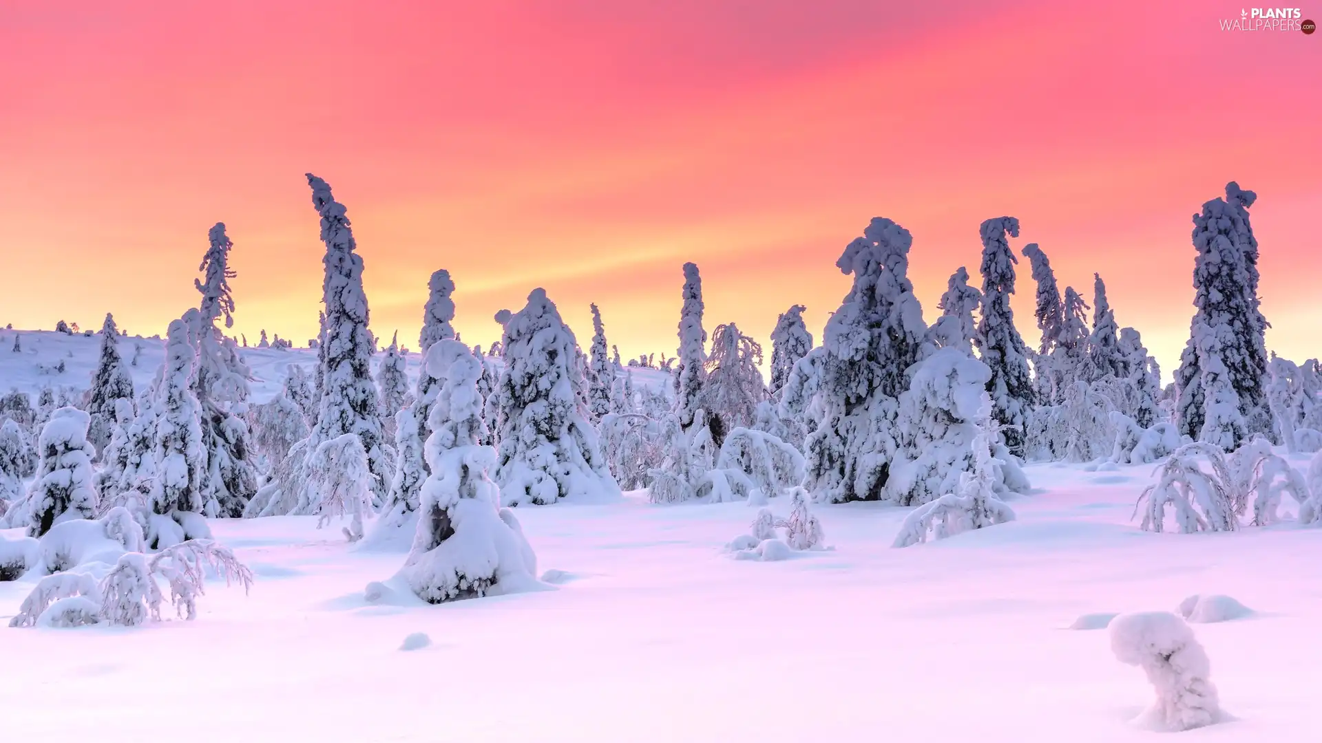 Snowy, snow, trees, viewes, winter