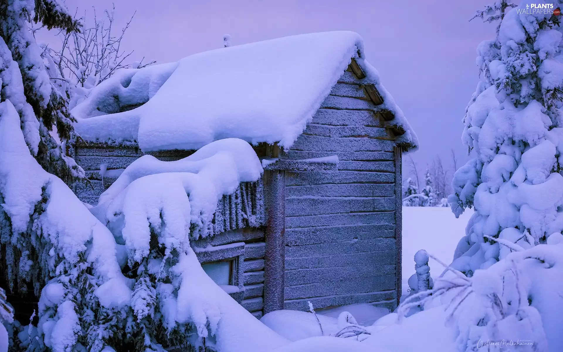 viewes, winter, wooden, snow, Home, trees
