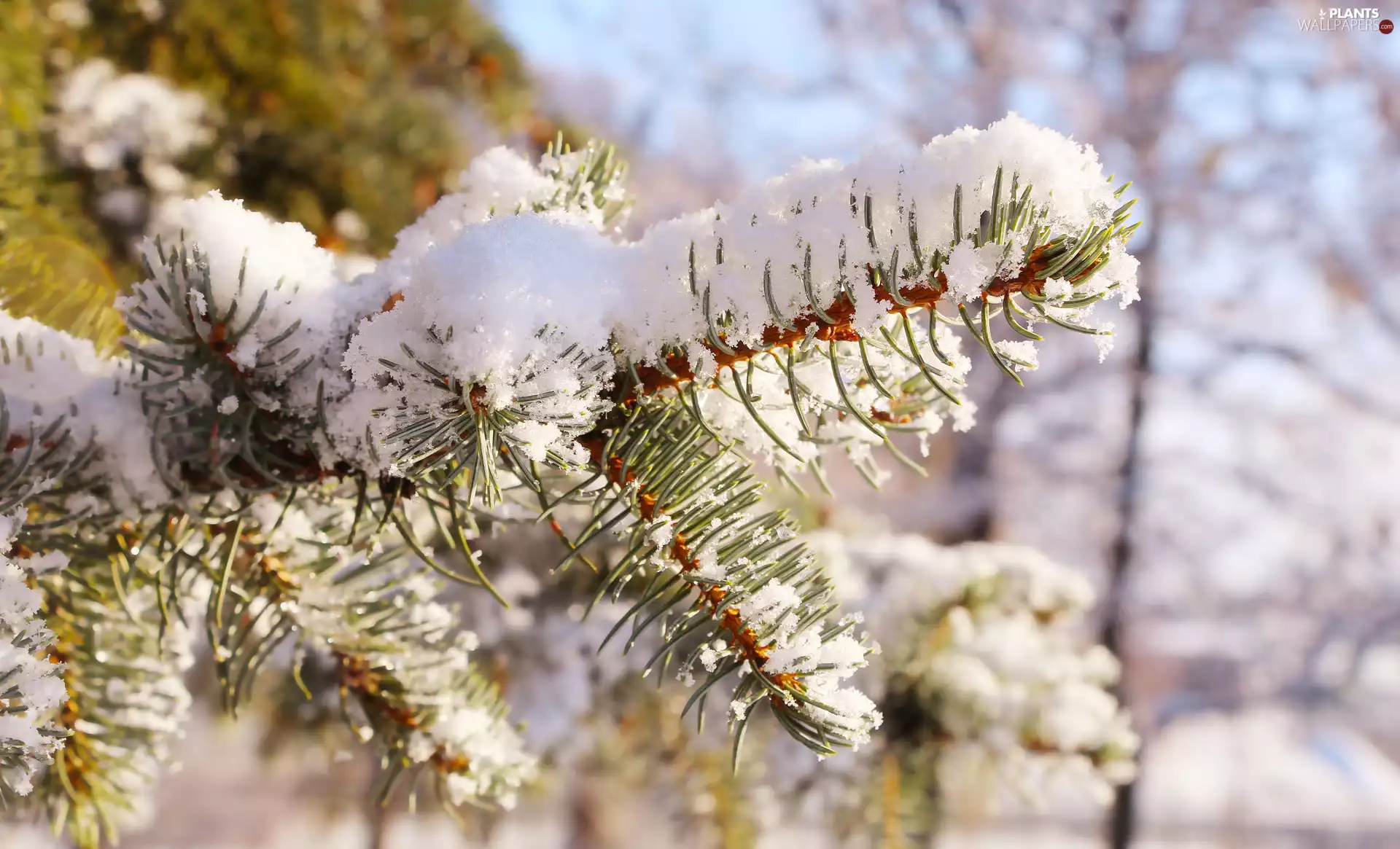 snow, spruce, twig