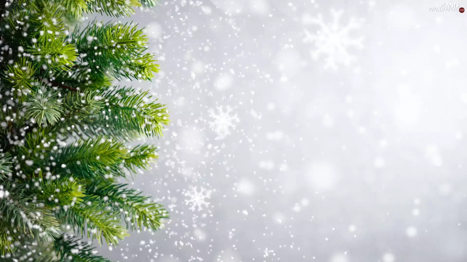 flakes, snow, Twigs, Christmas, spruce