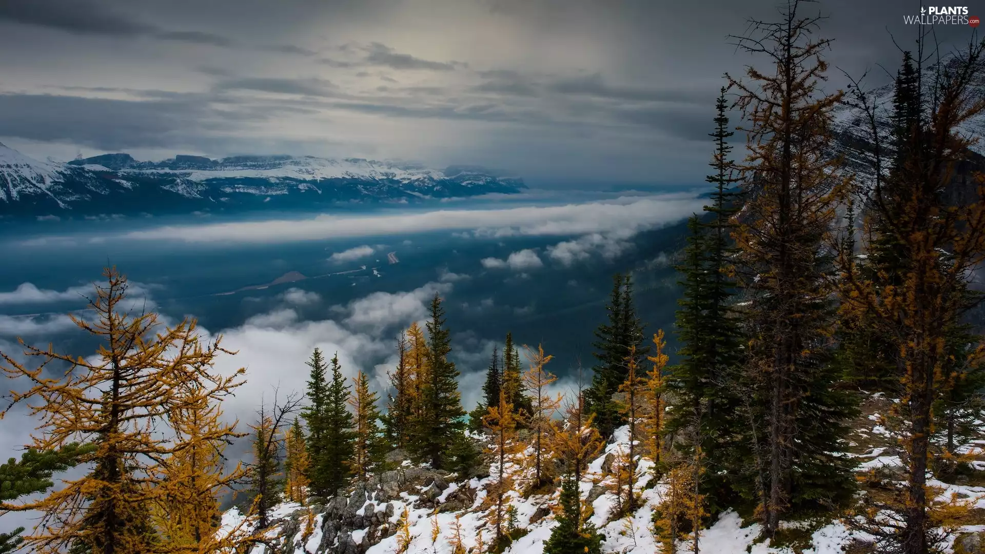Fog, Mountains, viewes, snow, trees, Valley