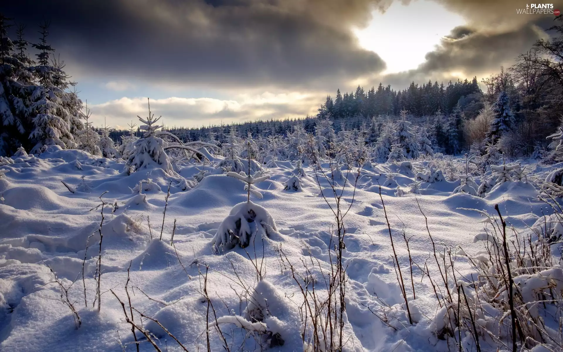 snow, winter, forest, Snowy, grass, clouds, viewes, Bush, trees