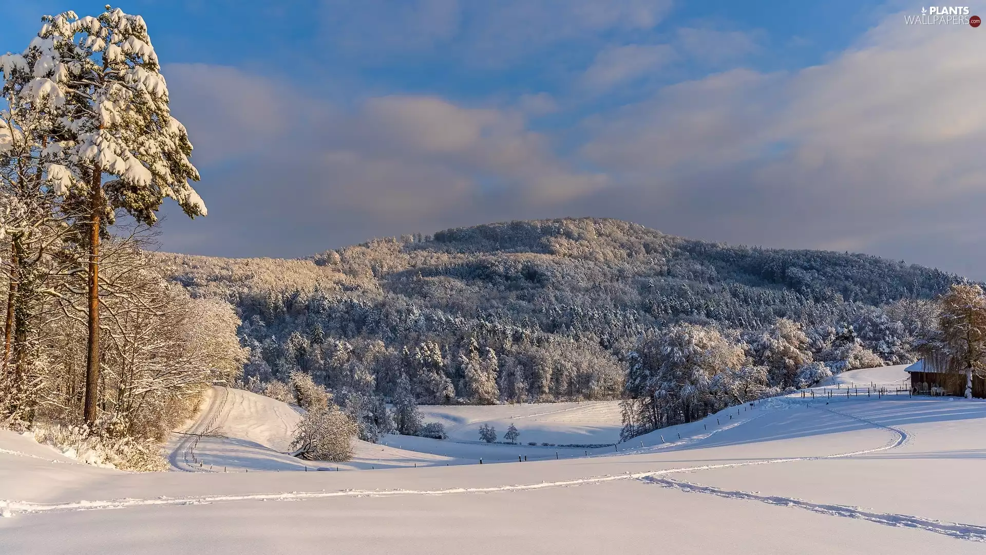 Snowy, mountains, viewes, snow, winter, trees, Paths