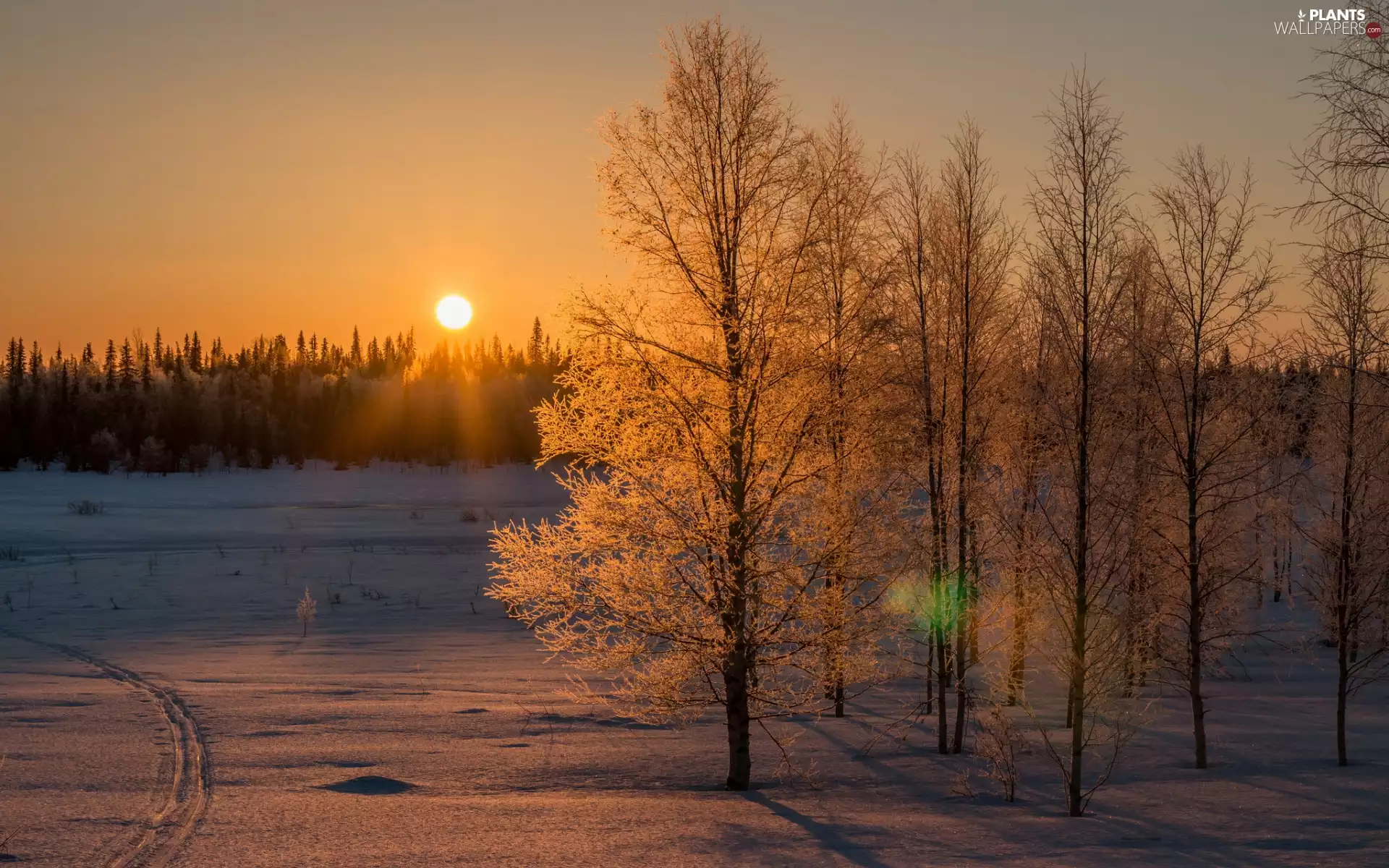 forest, sun, viewes, winter, Great Sunsets, trees, snow