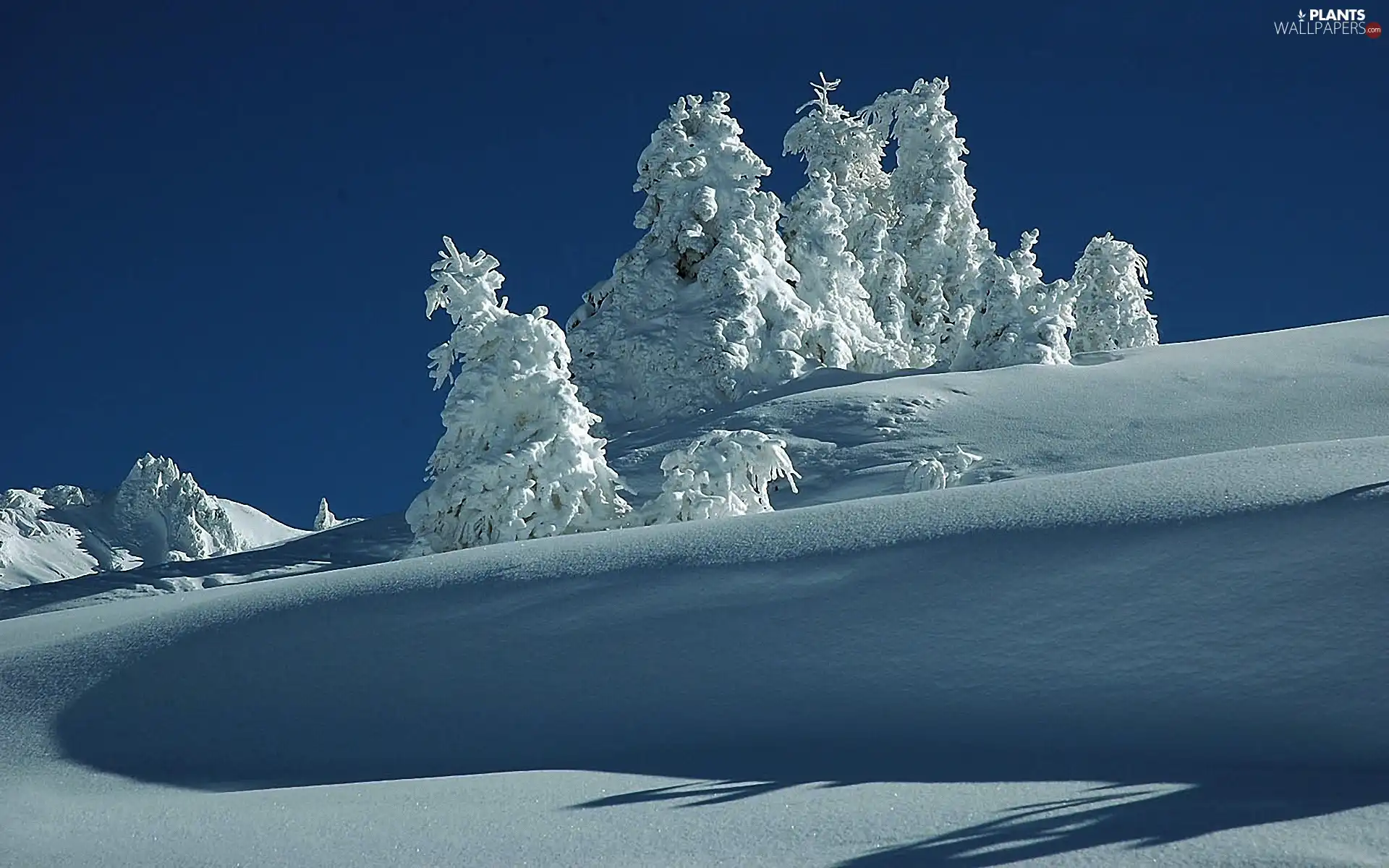 snow, trees, viewes