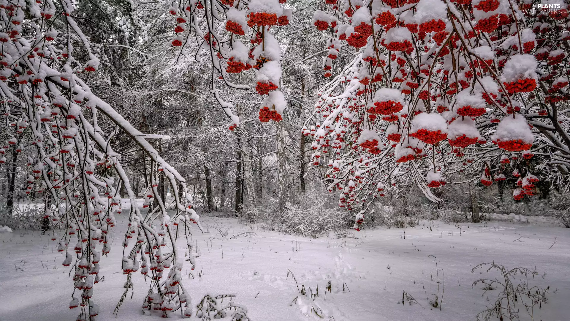 winter, snow, viewes, Plant, trees