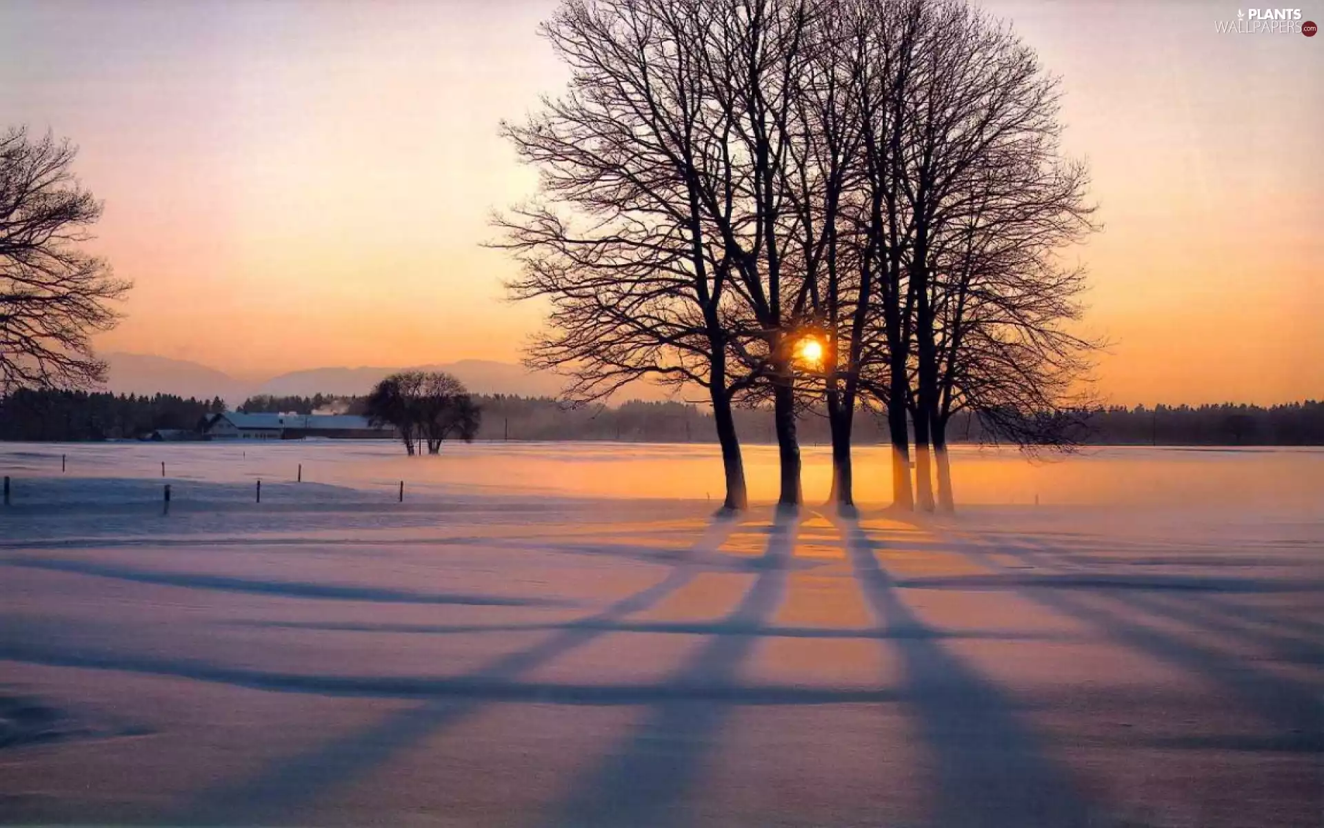sun, snow, viewes, west, trees