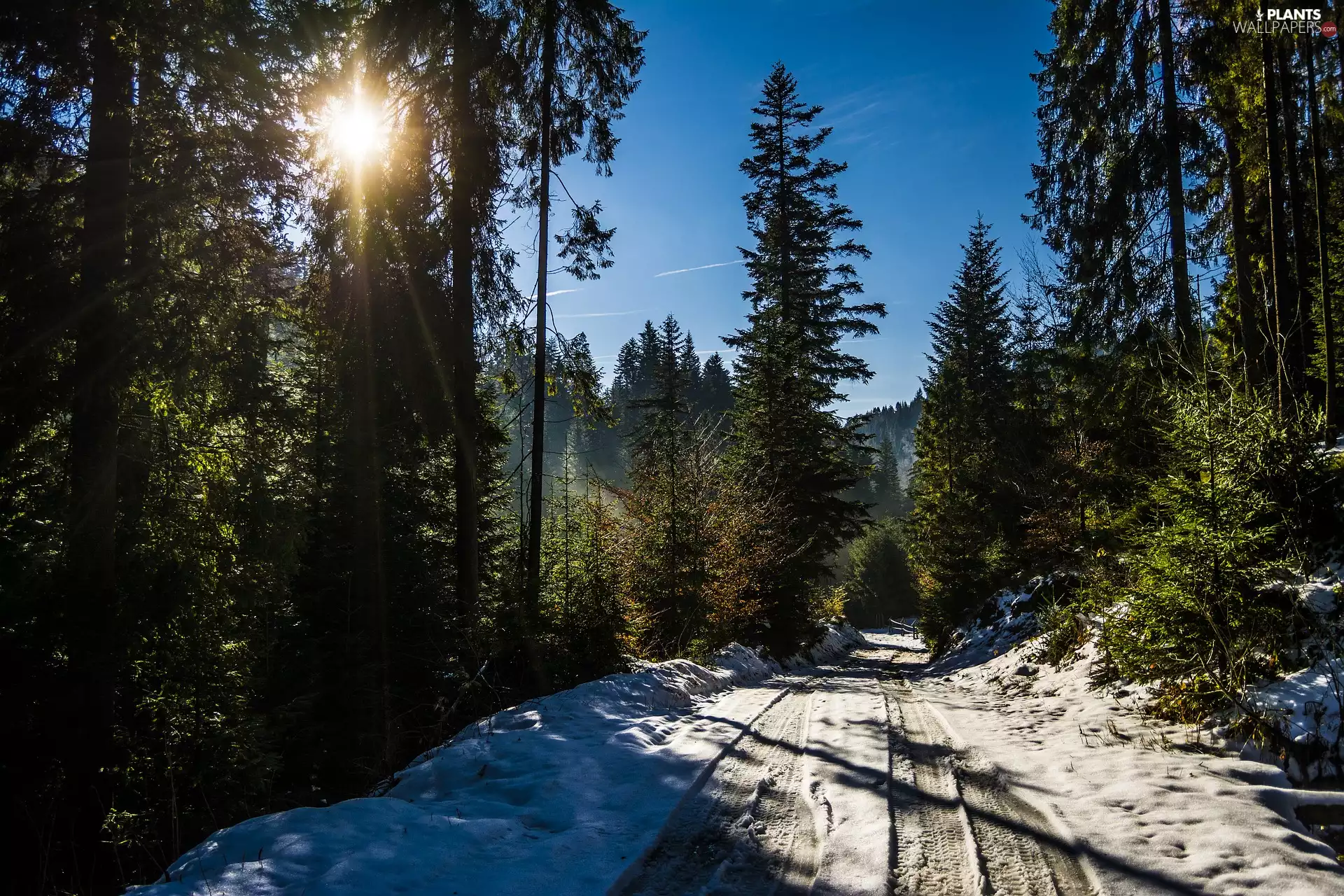 forest, Way, viewes, snow, winter, trees, sun