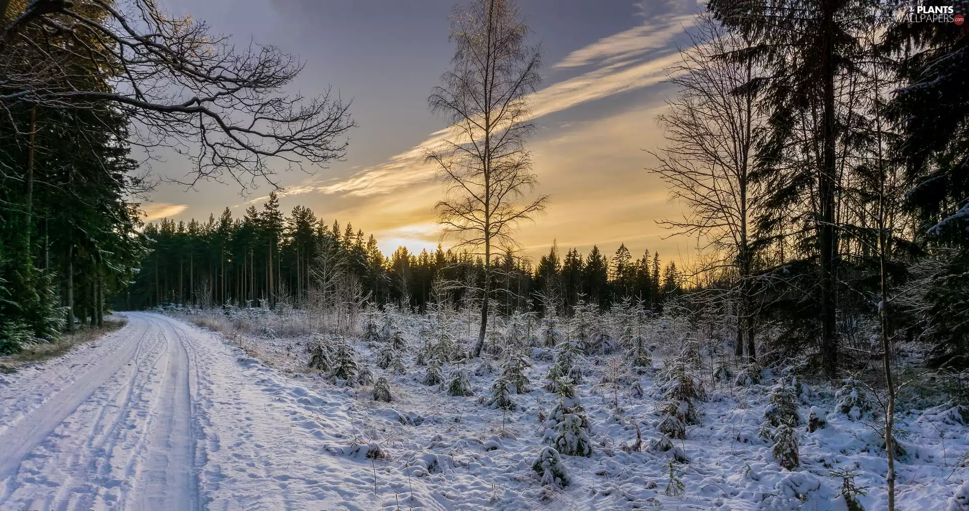 trees, winter, Way, snow, viewes, Great Sunsets