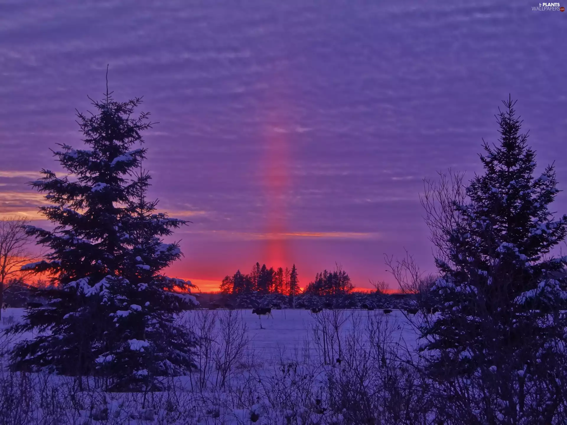 Spruces, snow, west, sun, Field