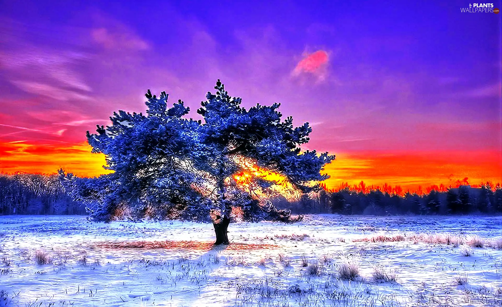 west, trees, snow, sun