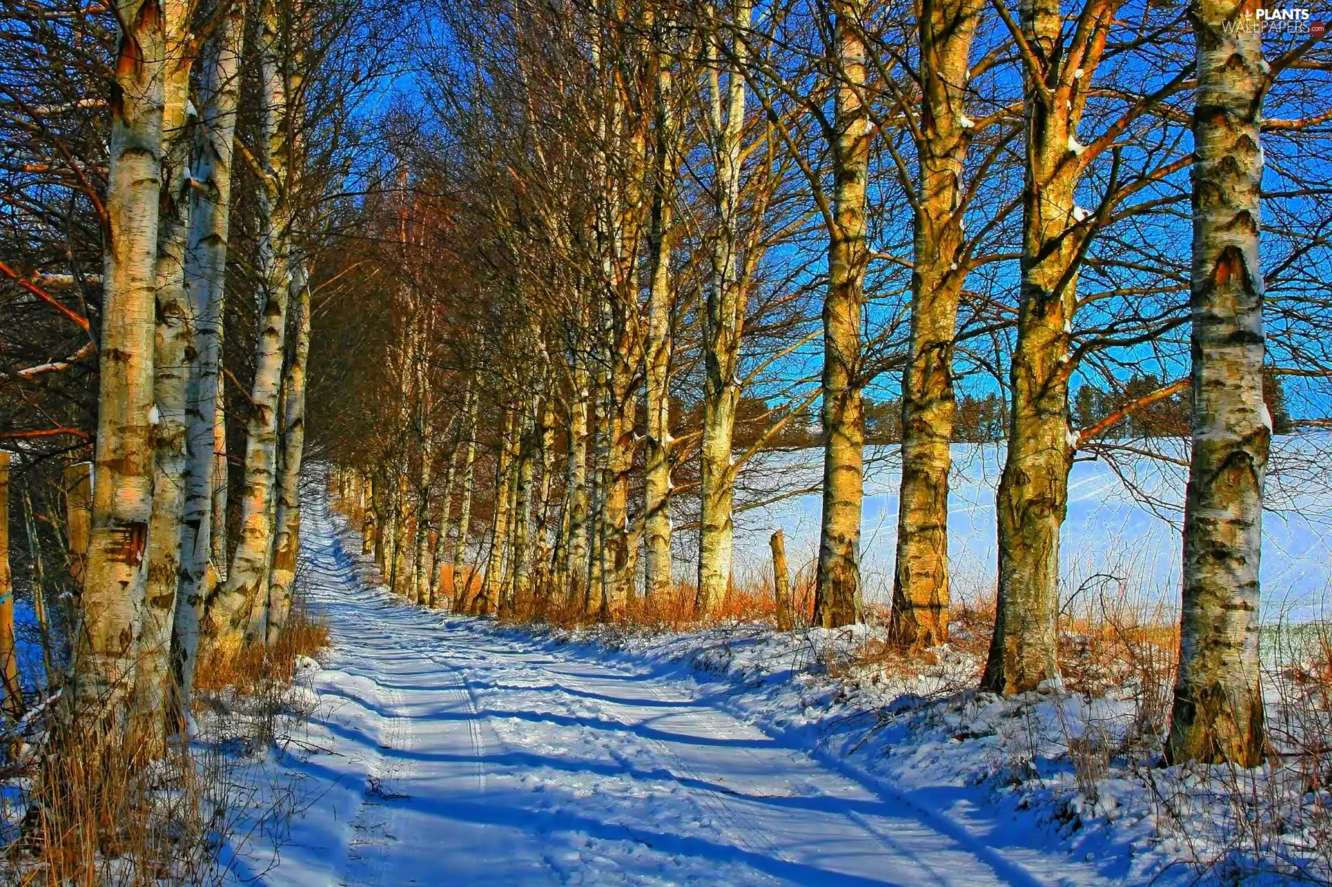 winter, Way, birch, snow
