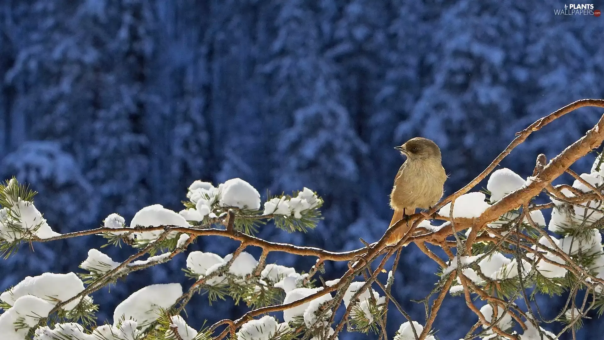 conifer, snow, winter, twig, birdies