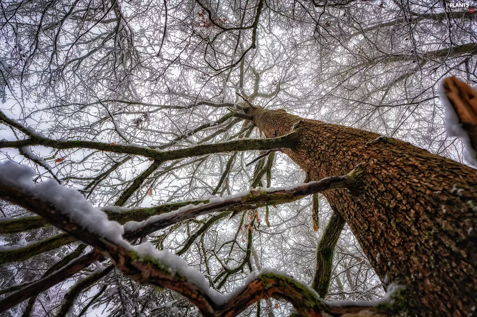 branch pics, cork, snow, trees, winter