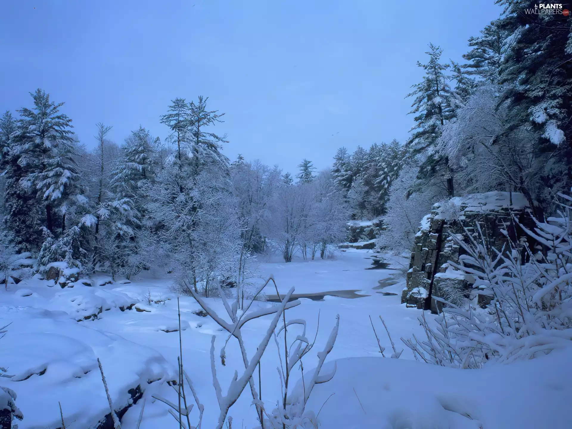 snow, forest, winter