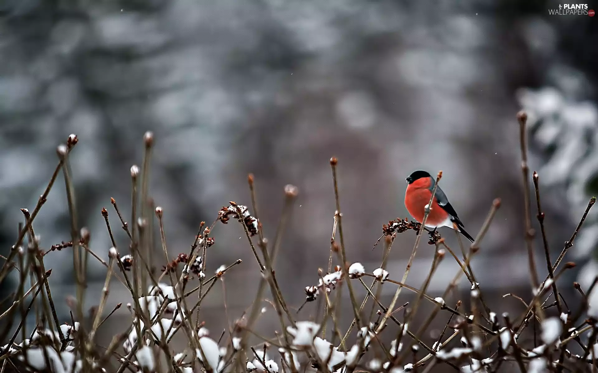 Gil, snow, winter, branch pics