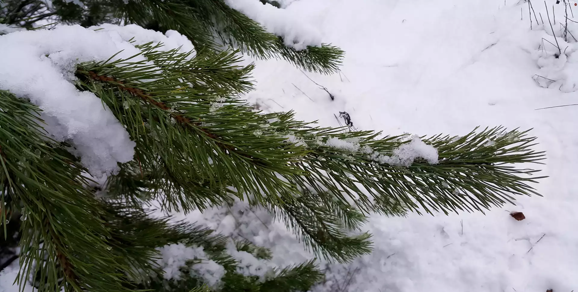 winter, twig, pine, snow