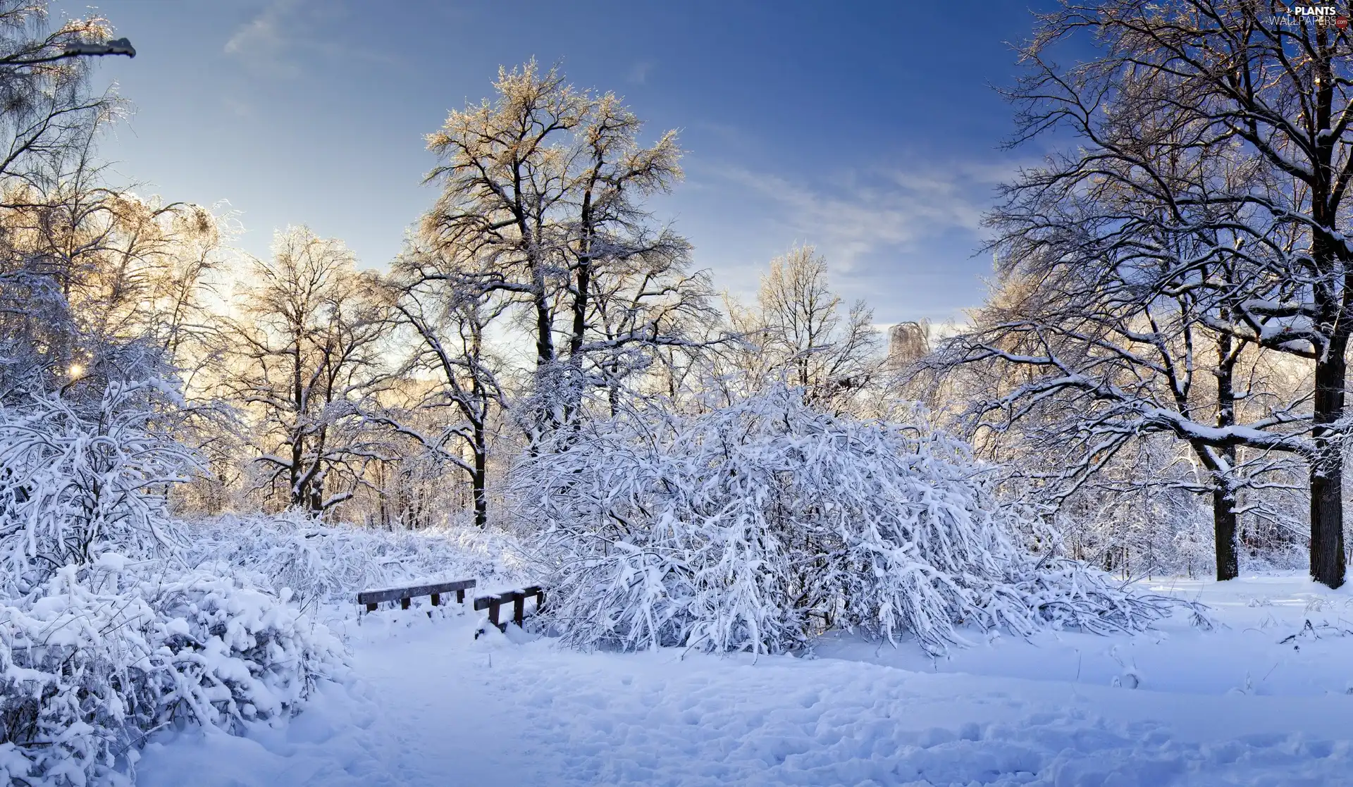 snow, winter, trees, viewes, Sky