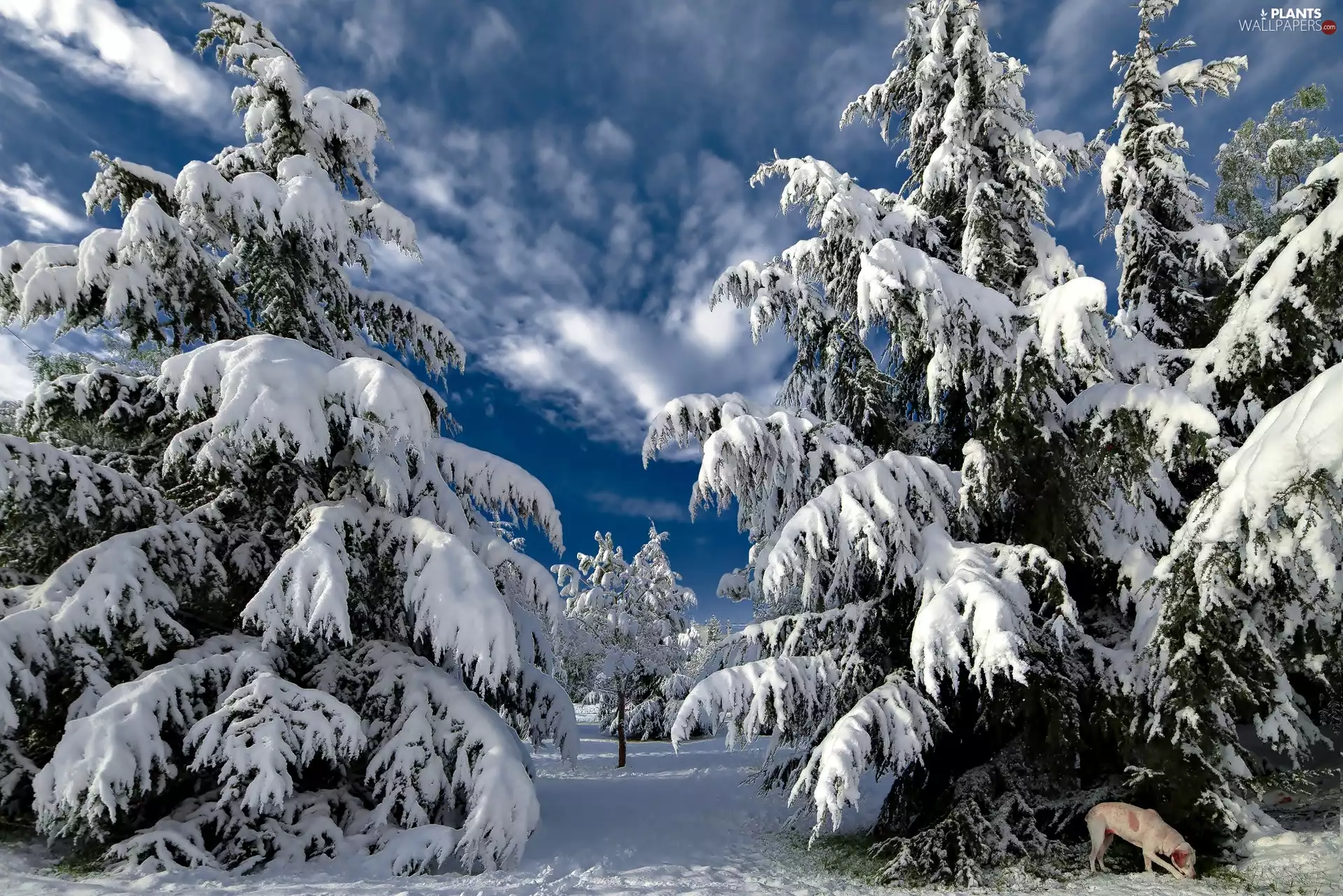winter, dog, Spruces, snow