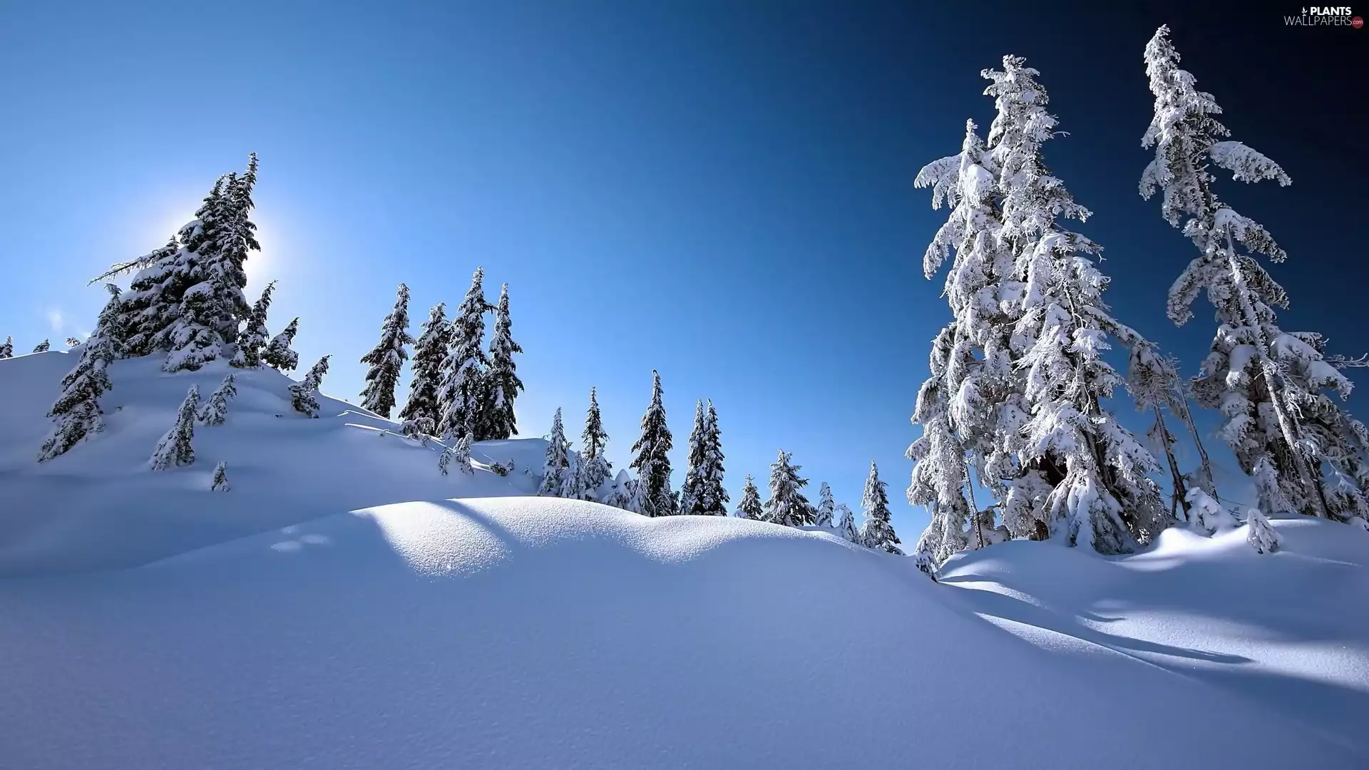 winter, Hill, Spruces, snow