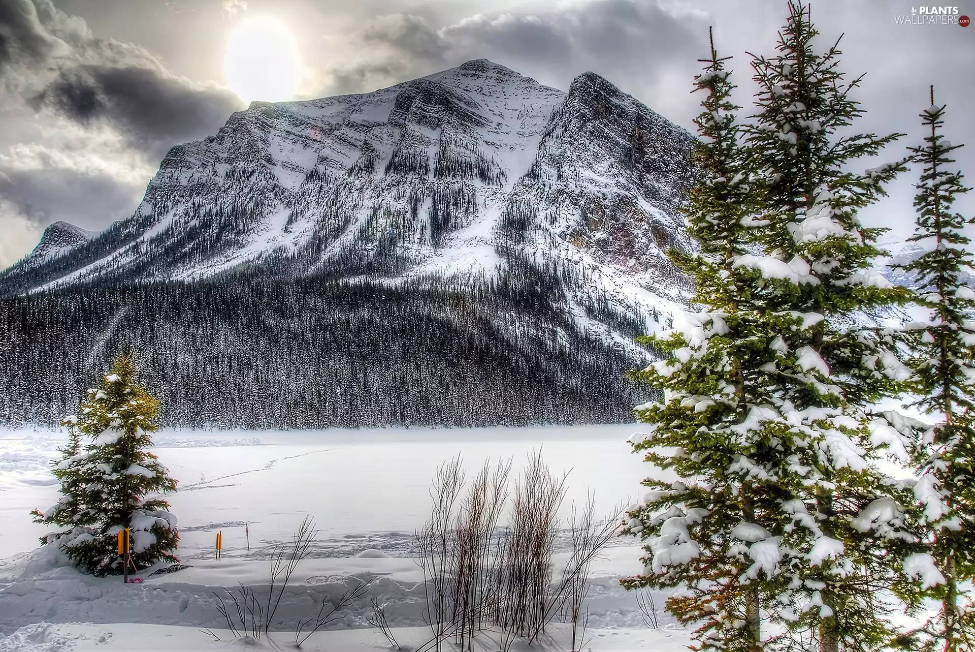 winter, Mountains, Spruces, snow